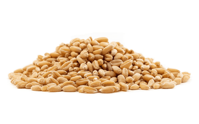 Malted Wheat